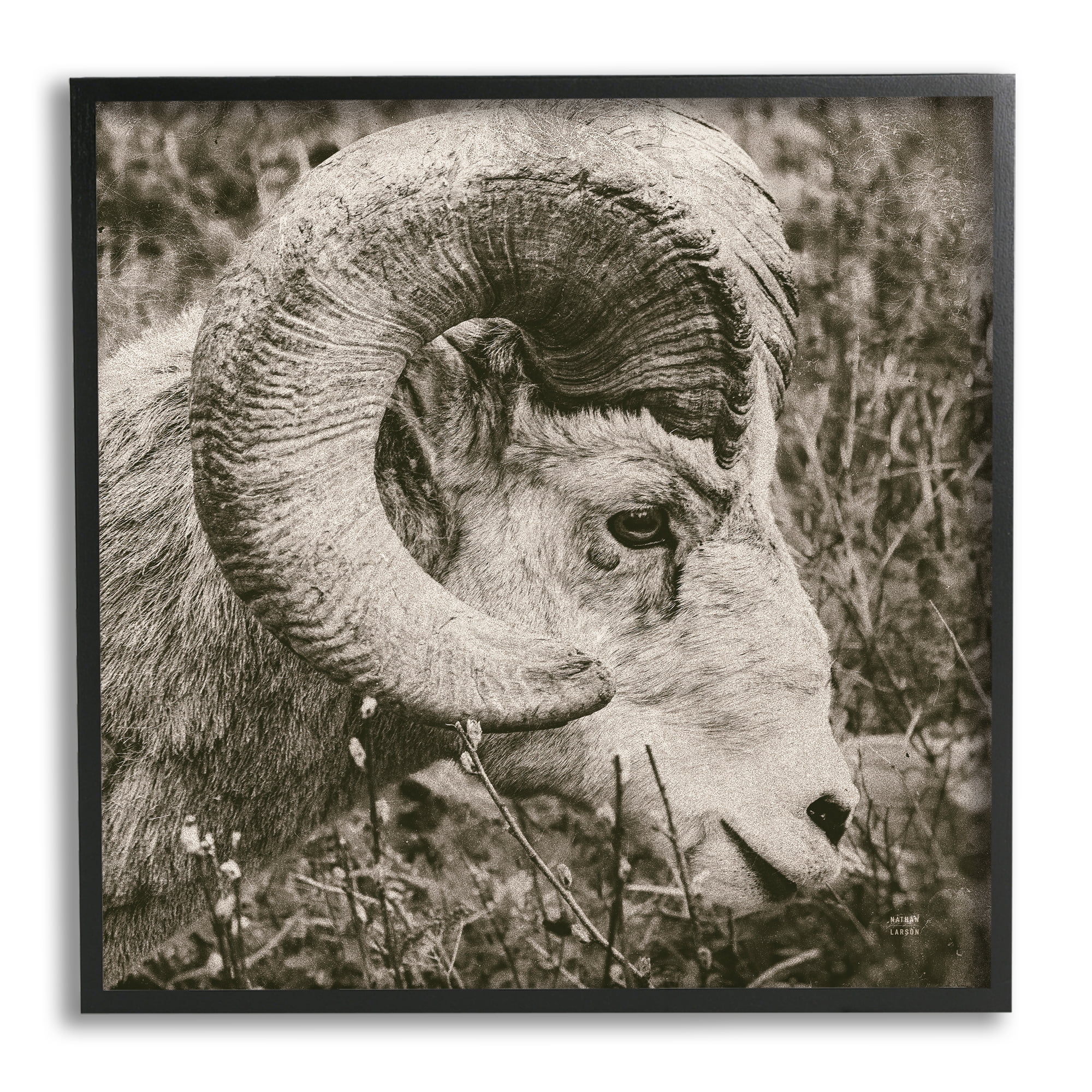 Stupell Industries Ram Horn Portrait Animals & Insects Photography Black Framed Art Print Wall Art, 24 x 24