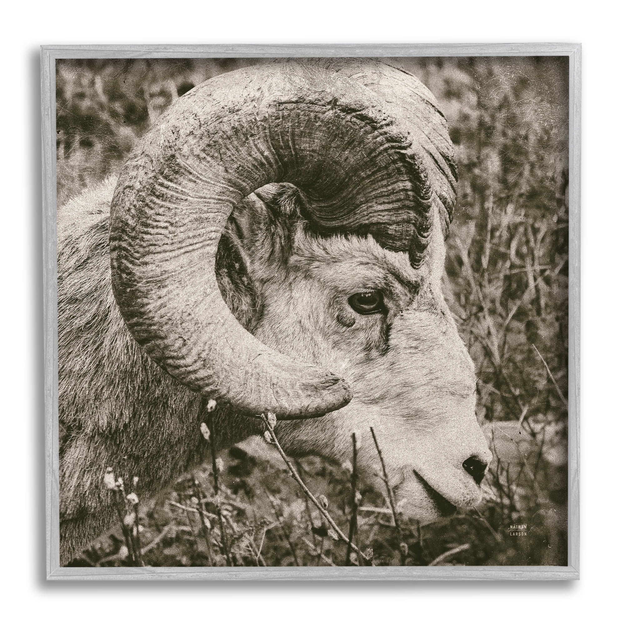 Stupell Industries Ram Horn Portrait Animals & Insects Photography Gray Framed Art Print Wall Art, 24 x 24