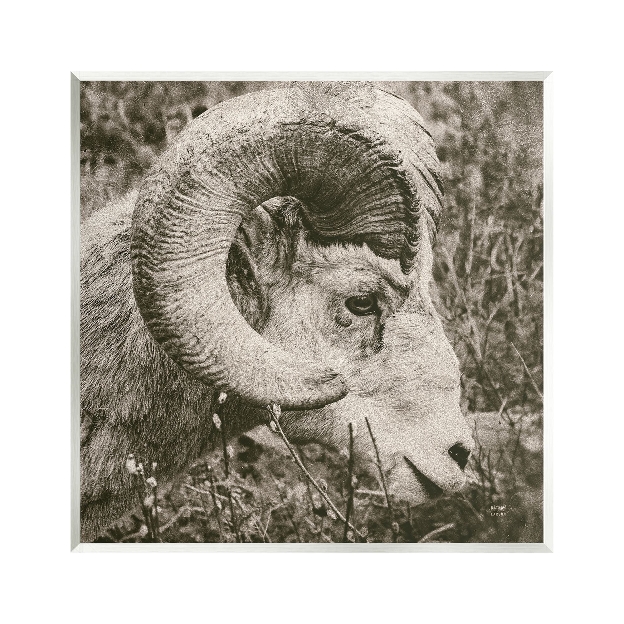 Stupell Industries Ram Horn Portrait Animals & Insects Photography Unframed Art Print Wall Art, 12 x 12