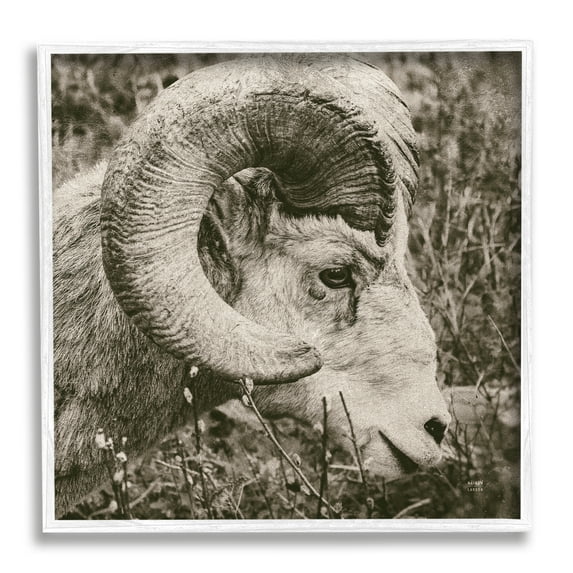 Stupell Industries Ram Horn Portrait Animals & Insects Photography White Framed Art Print Wall Art, 12 x 12