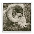 thumbnail image 1 of Stupell Industries Ram Horn Portrait Animals & Insects Photography White Framed Art Print Wall Art, 24 x 24, 1 of 9