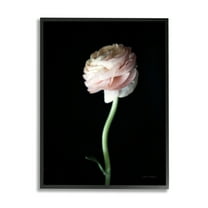 Stupell Industries Ranunculus Flower Photography Botanical & Floral Photography Black Framed Art Print Wall Art, 11 x 14