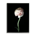 thumbnail image 1 of Stupell Industries Ranunculus Flower Photography Botanical & Floral Photography Black Framed Art Print Wall Art, 16 x 20, 1 of 8