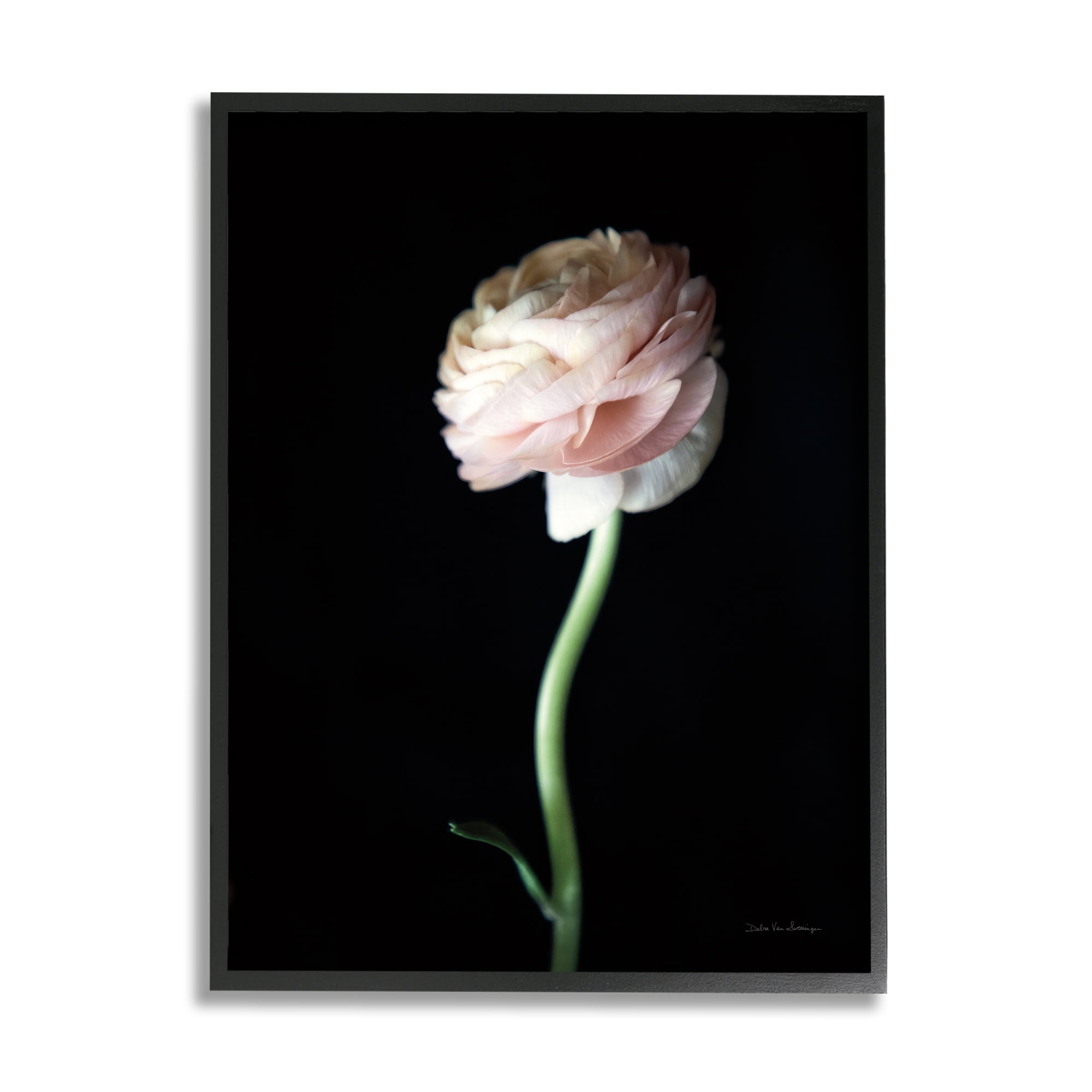 Stupell Industries Ranunculus Flower Photography Botanical & Floral Photography Black Framed Art Print Wall Art, 24 x 30