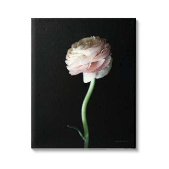 Stupell Industries Ranunculus Flower Photography Botanical & Floral Photography Gallery Wrapped Canvas Print Wall Art, 24 x 30