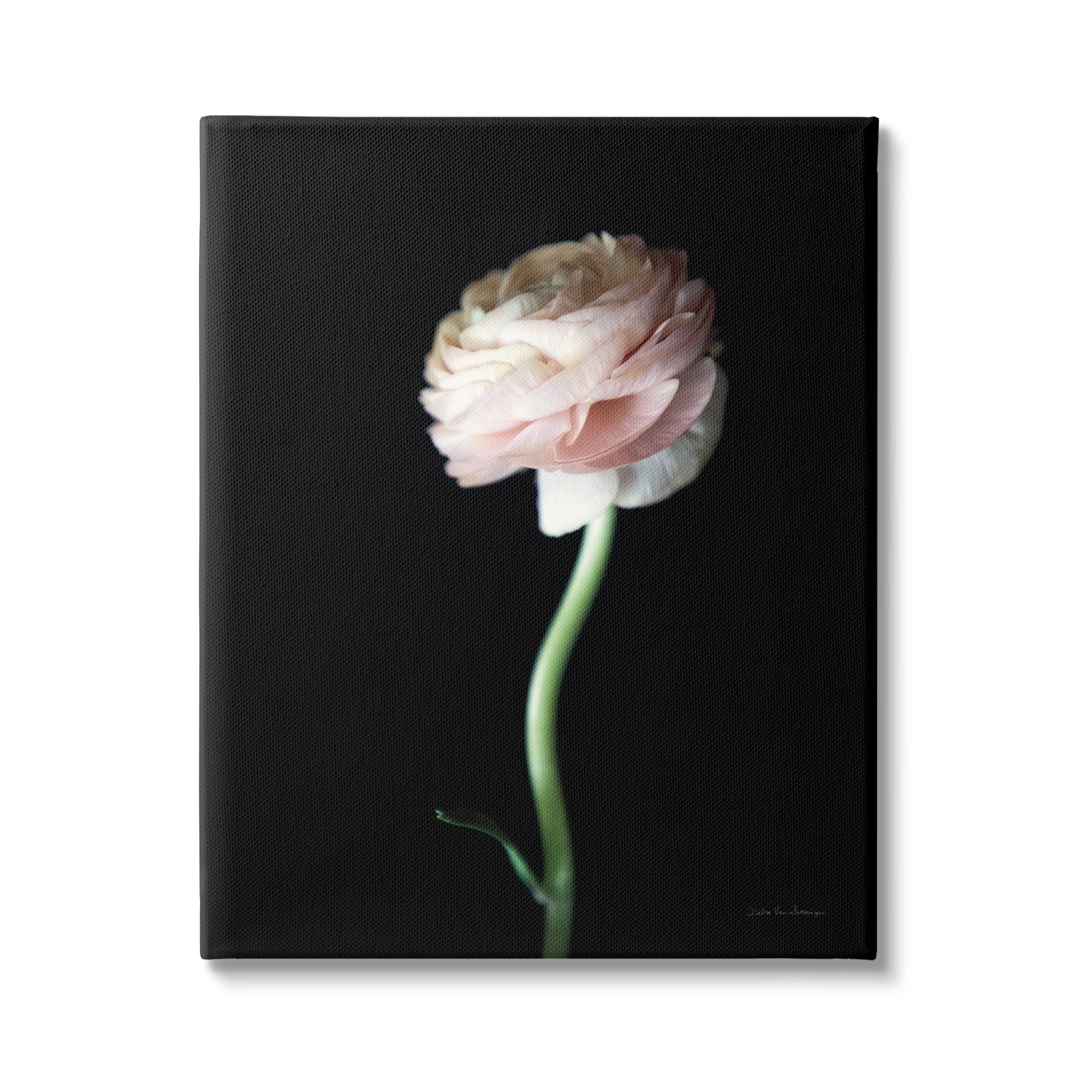Stupell Industries Ranunculus Flower Photography Botanical & Floral Photography Gallery Wrapped Canvas Print Wall Art, 30 x 40