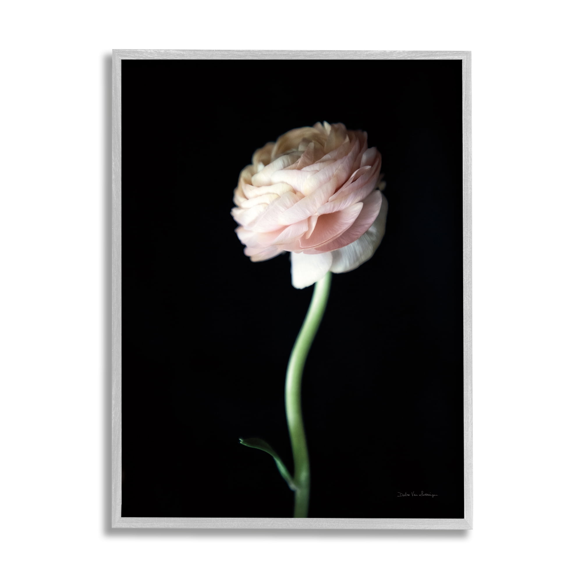Stupell Industries Ranunculus Flower Photography Botanical & Floral Photography Gray Framed Art Print Wall Art, 11 x 14