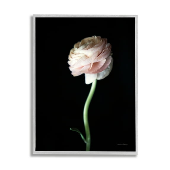 Stupell Industries Ranunculus Flower Photography Botanical & Floral Photography Gray Framed Art Print Wall Art, 24 x 30