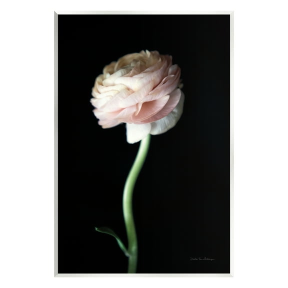Stupell Industries Ranunculus Flower Photography Botanical & Floral Photography Unframed Art Print Wall Art, 10 x 15