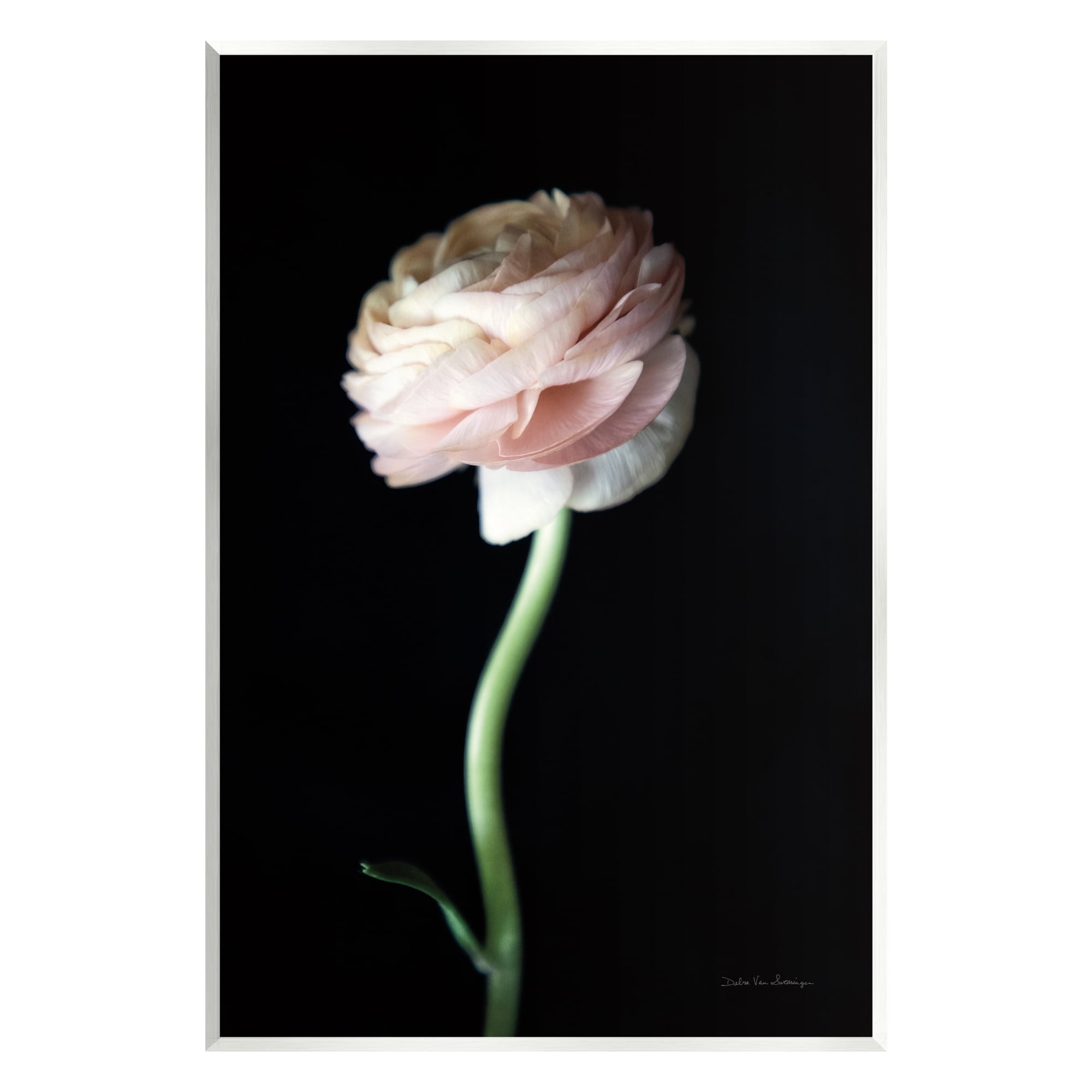 Stupell Industries Ranunculus Flower Photography Botanical & Floral Photography Unframed Art Print Wall Art, 13 x 19