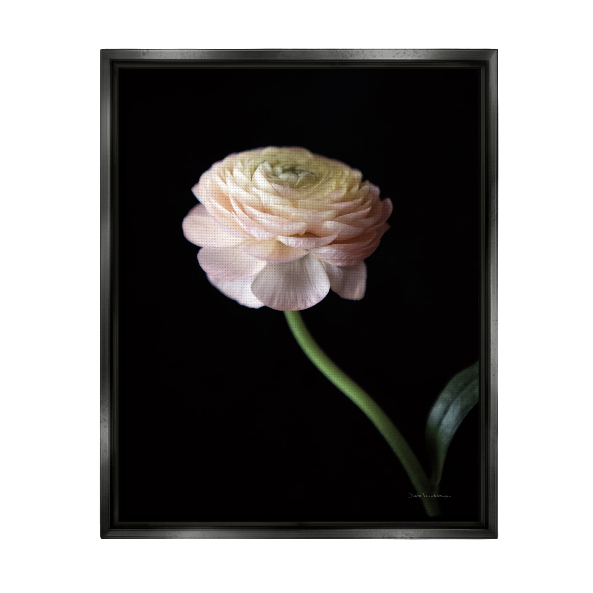 Stupell Industries Ranunculus on Black Botanical & Floral Photography Black Floater Framed Art Print Wall Art, 25 x 31
