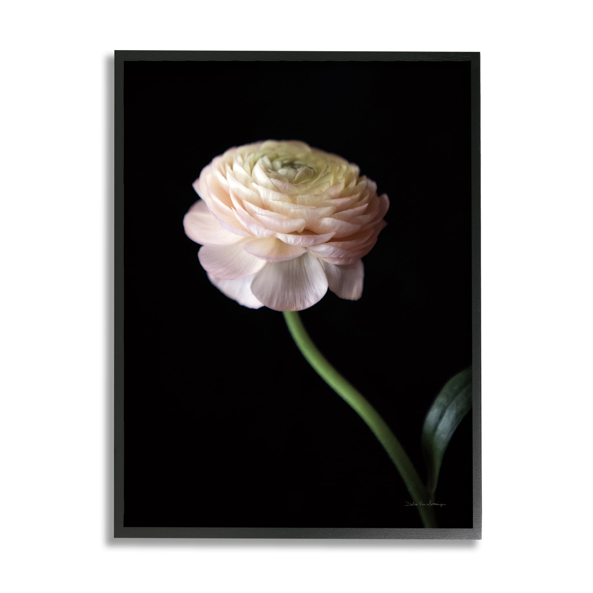 Stupell Industries Ranunculus on Black Botanical & Floral Photography Black Framed Art Print Wall Art, 24 x 30
