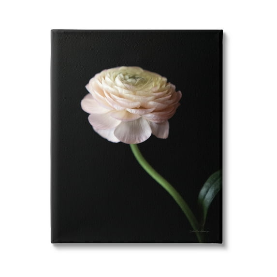 Stupell Industries Ranunculus on Black Botanical & Floral Photography Gallery Wrapped Canvas Print Wall Art, 16 x 20