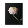 thumbnail image 1 of Stupell Industries Ranunculus on Black Botanical & Floral Photography Gallery Wrapped Canvas Print Wall Art, 30 x 40, 1 of 7