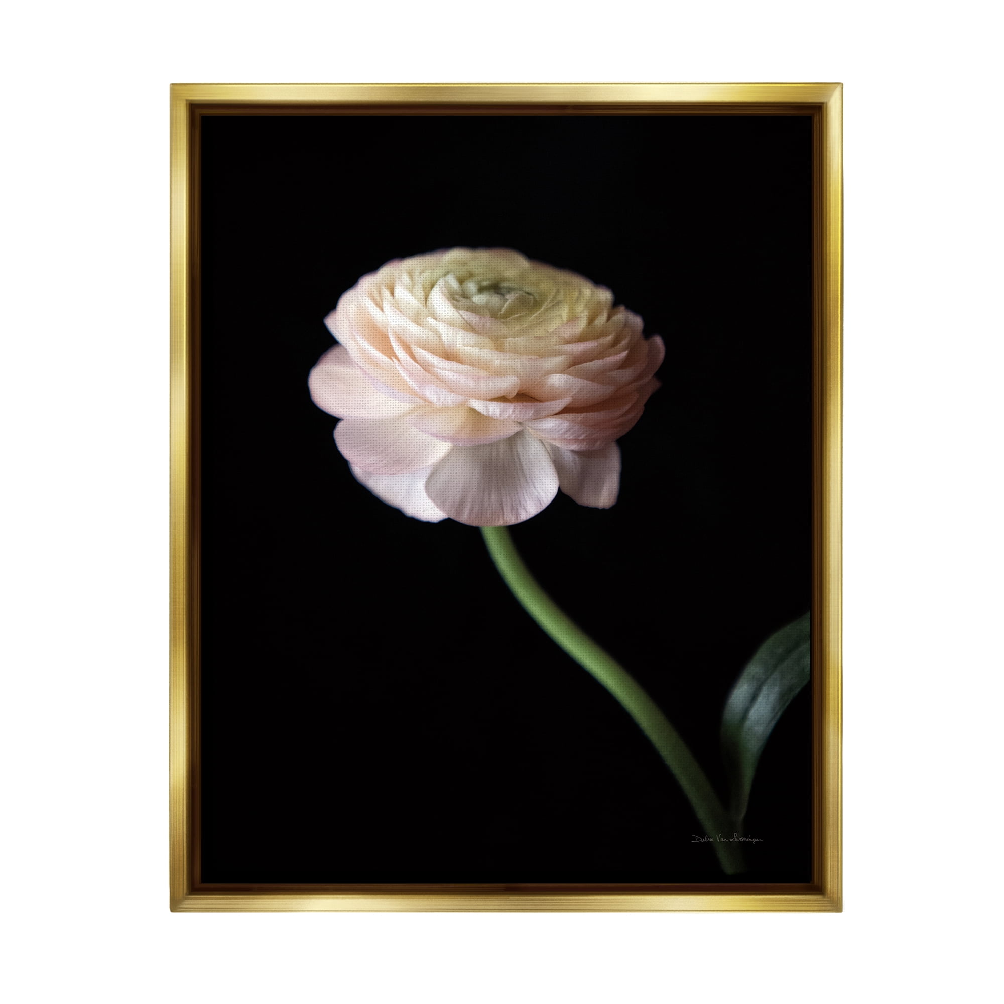Stupell Industries Ranunculus on Black Botanical & Floral Photography Gold Floater Framed Art Print Wall Art, 25 x 31