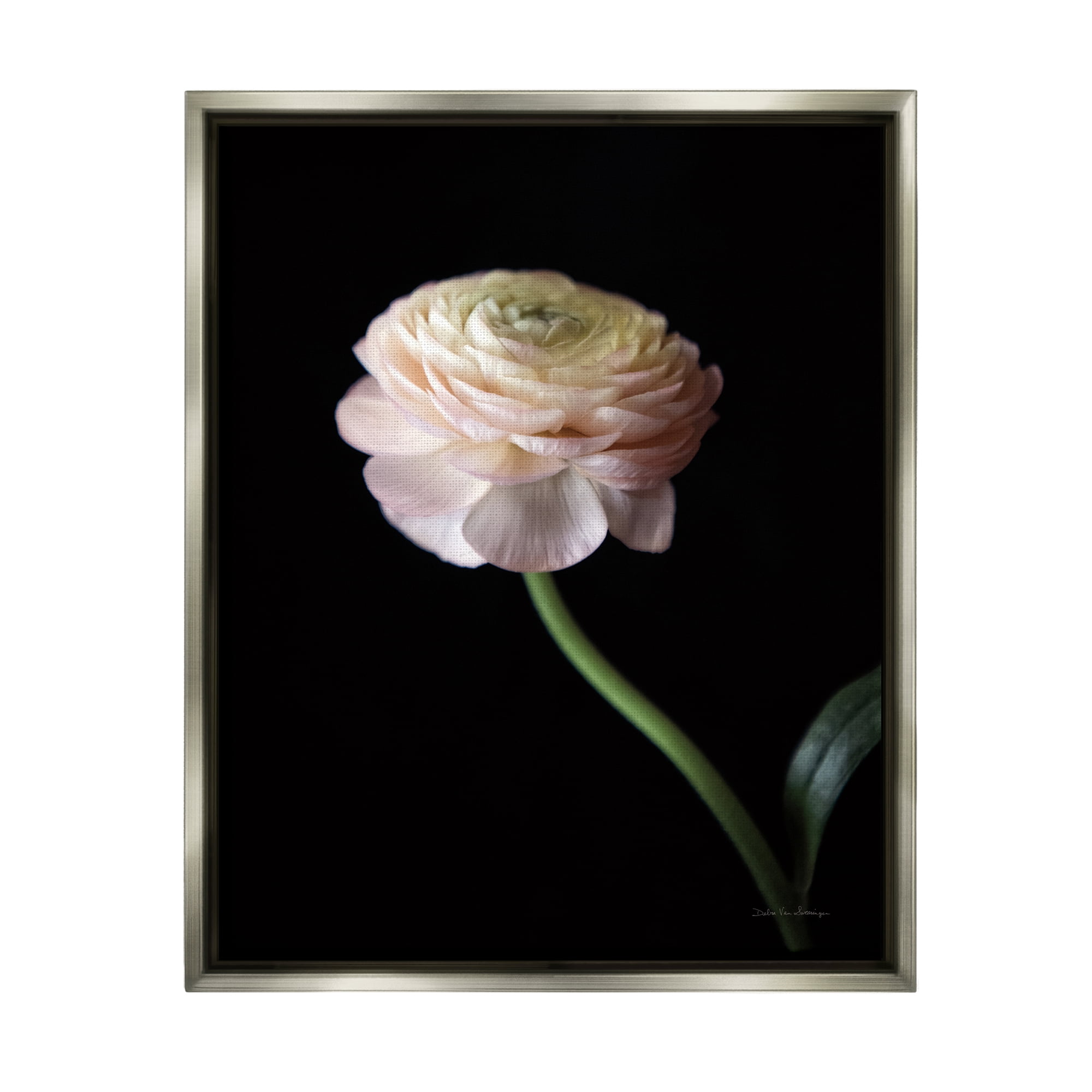 Stupell Industries Ranunculus on Black Botanical & Floral Photography Gray Floater Framed Art Print Wall Art, 17 x 21