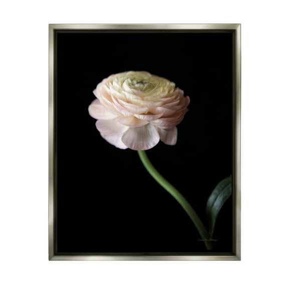 Stupell Industries Ranunculus on Black Botanical & Floral Photography Gray Floater Framed Art Print Wall Art, 17 x 21