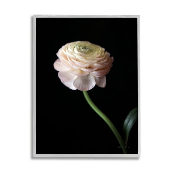 Stupell Industries Ranunculus on Black Botanical & Floral Photography Gray Framed Art Print Wall Art, 11 x 14