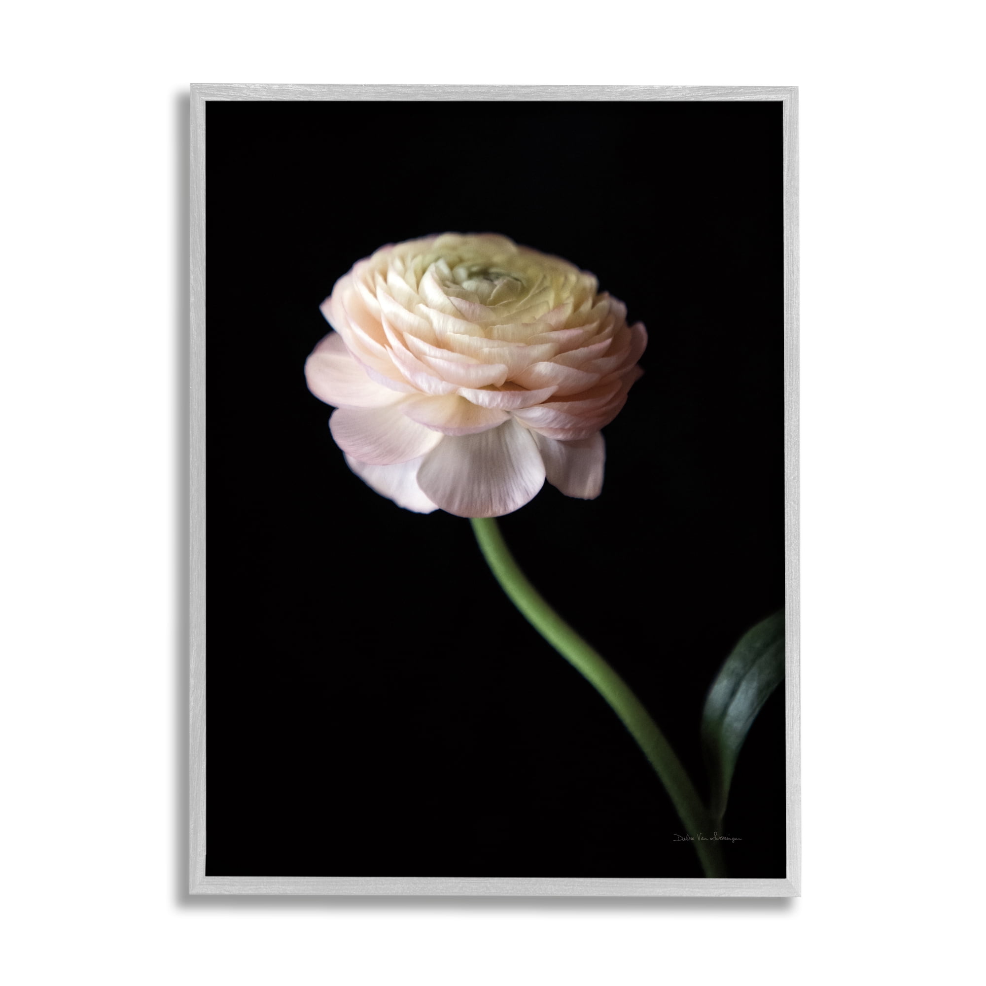 Stupell Industries Ranunculus on Black Botanical & Floral Photography Gray Framed Art Print Wall Art, 24 x 30