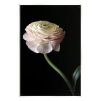 Stupell Industries Ranunculus on Black Botanical & Floral Photography Unframed Art Print Wall Art, 10 x 15