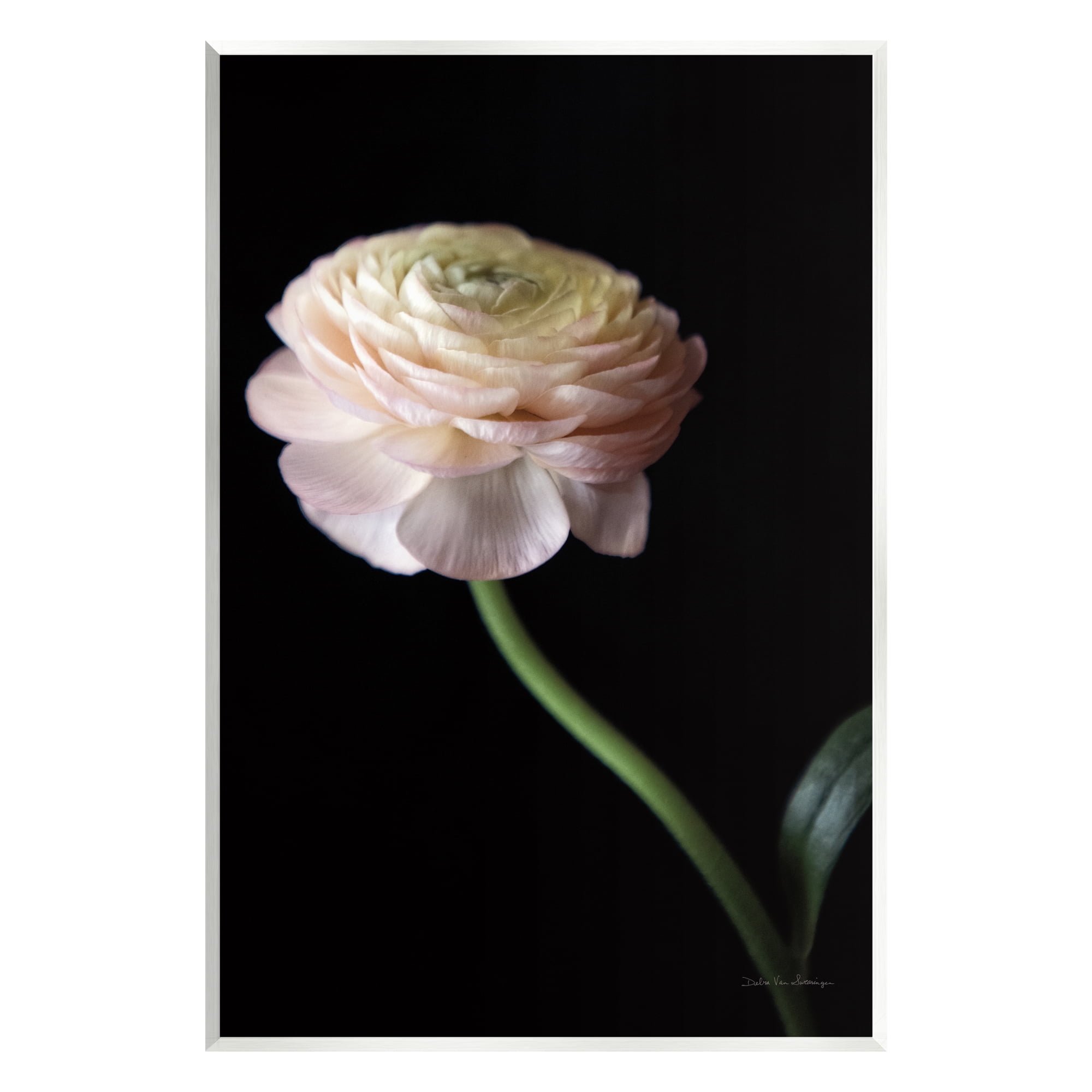 Stupell Industries Ranunculus on Black Botanical & Floral Photography Unframed Art Print Wall Art, 13 x 19