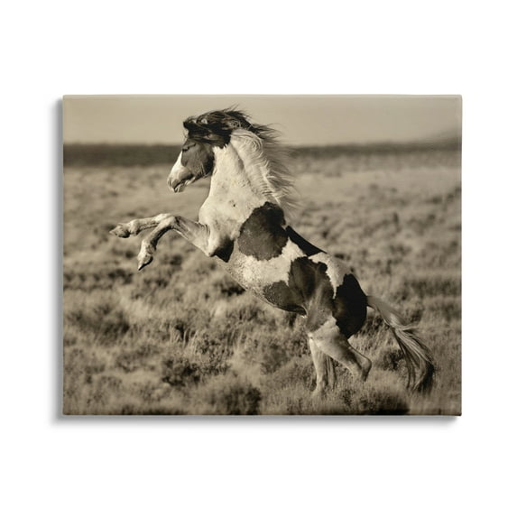Stupell Industries Rearing Spotted Horse Rural Countryside Field Photography Photograph Gallery Wrapped Canvas Print Wall Art, Design by Lisa Dearing
