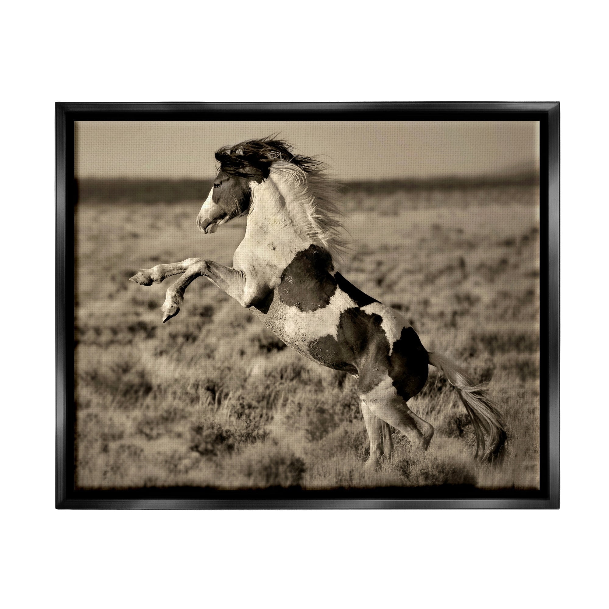 Stupell Industries Rearing Spotted Horse Rural Countryside Field Photography Photograph Jet Black Floating Framed Canvas Print Wall Art, Design by Lisa Dearing