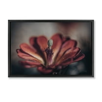 Stupell Industries Red Elevation Bloom Botanical & Floral Photography Black Floater Framed Art Print Wall Art, 25 x 17