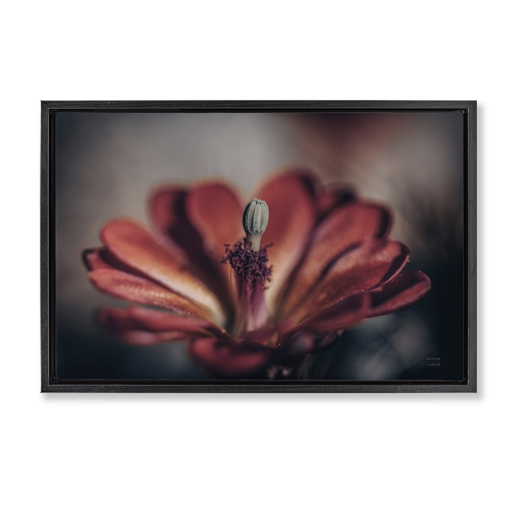 Stupell Industries Red Elevation Bloom Botanical & Floral Photography Black Floater Framed Art Print Wall Art, 31 x 21