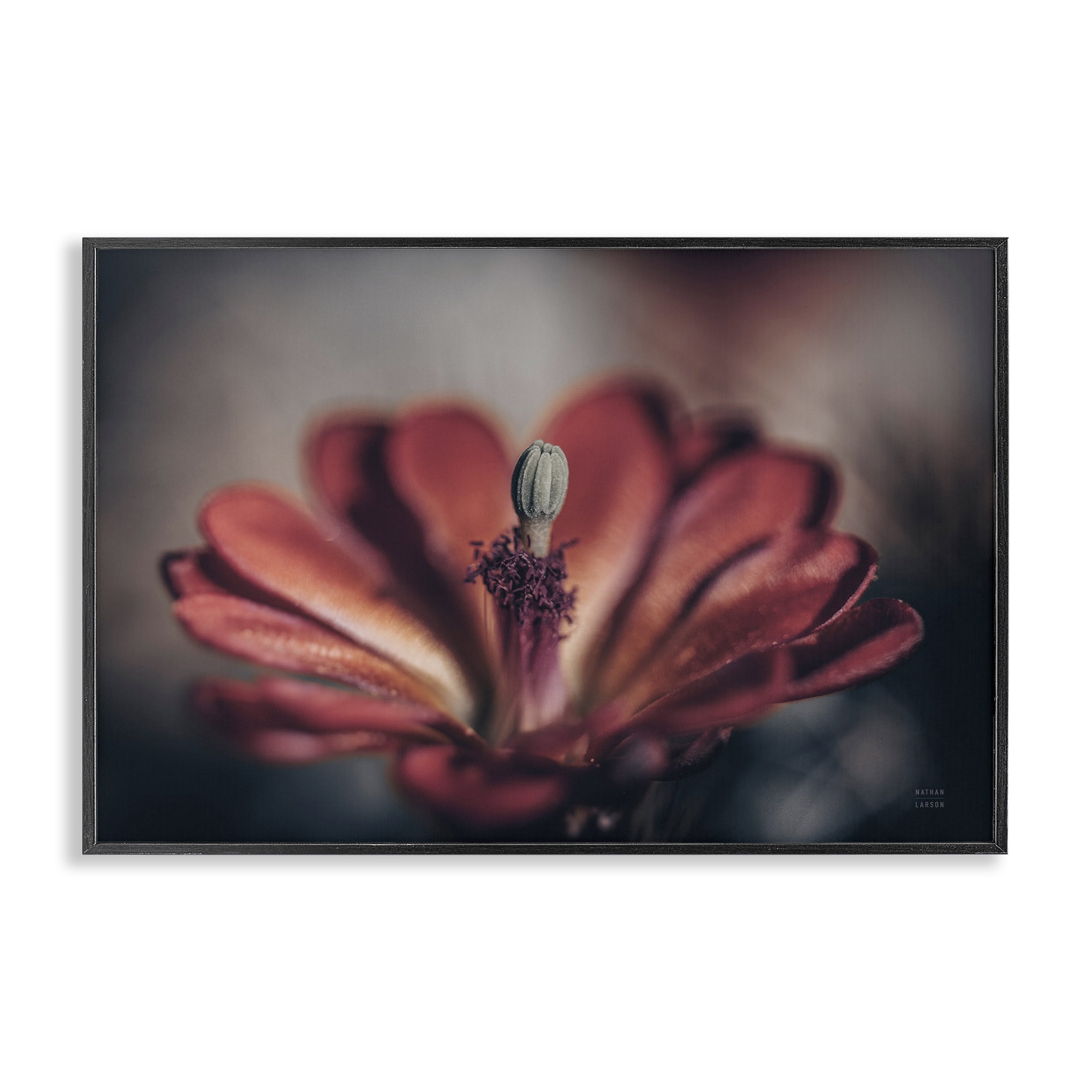 Stupell Industries Red Elevation Bloom Botanical & Floral Photography Black Framed Art Print Wall Art, 24 x 16