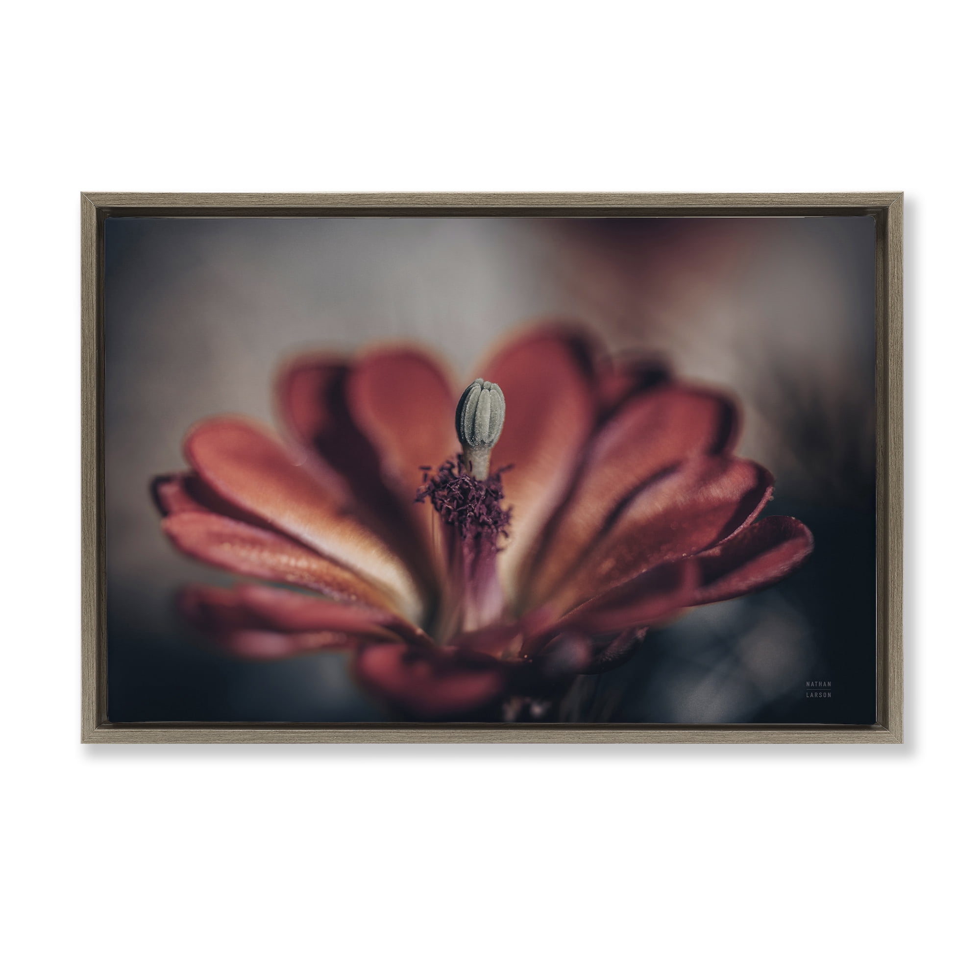 Stupell Industries Red Elevation Bloom Botanical & Floral Photography Brown Floater Framed Art Print Wall Art, 25 x 17