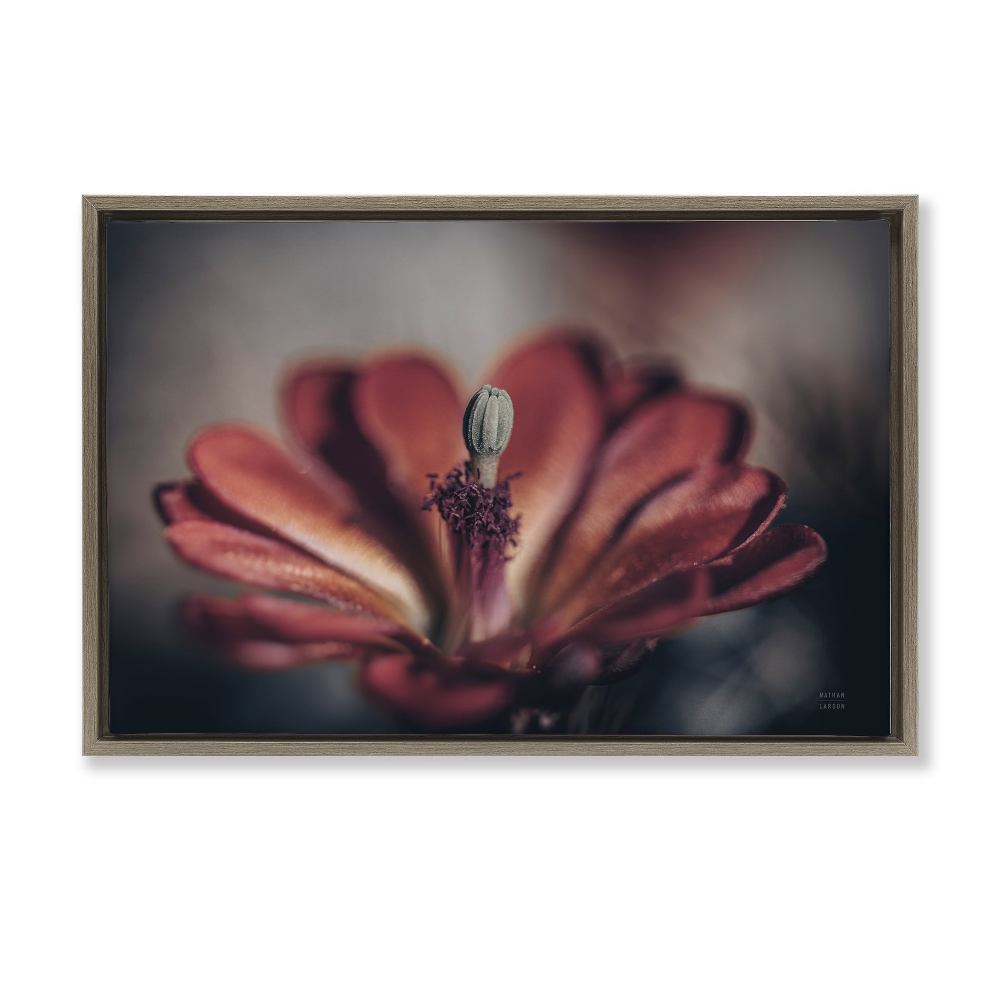 Stupell Industries Red Elevation Bloom Botanical & Floral Photography Brown Floater Framed Art Print Wall Art, 31 x 21