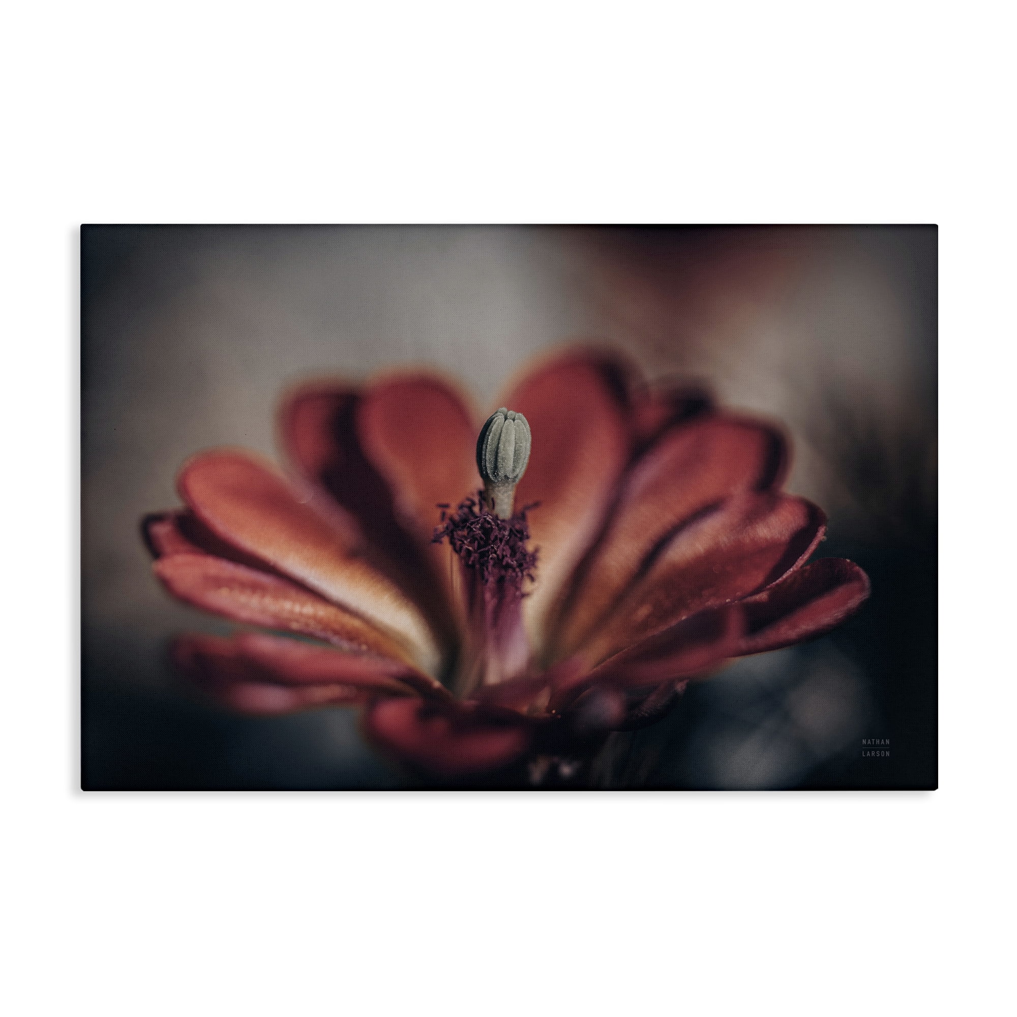 Stupell Industries Red Elevation Bloom Botanical & Floral Photography Gallery Wrapped Canvas Art Print Wall Art, 30 x 20