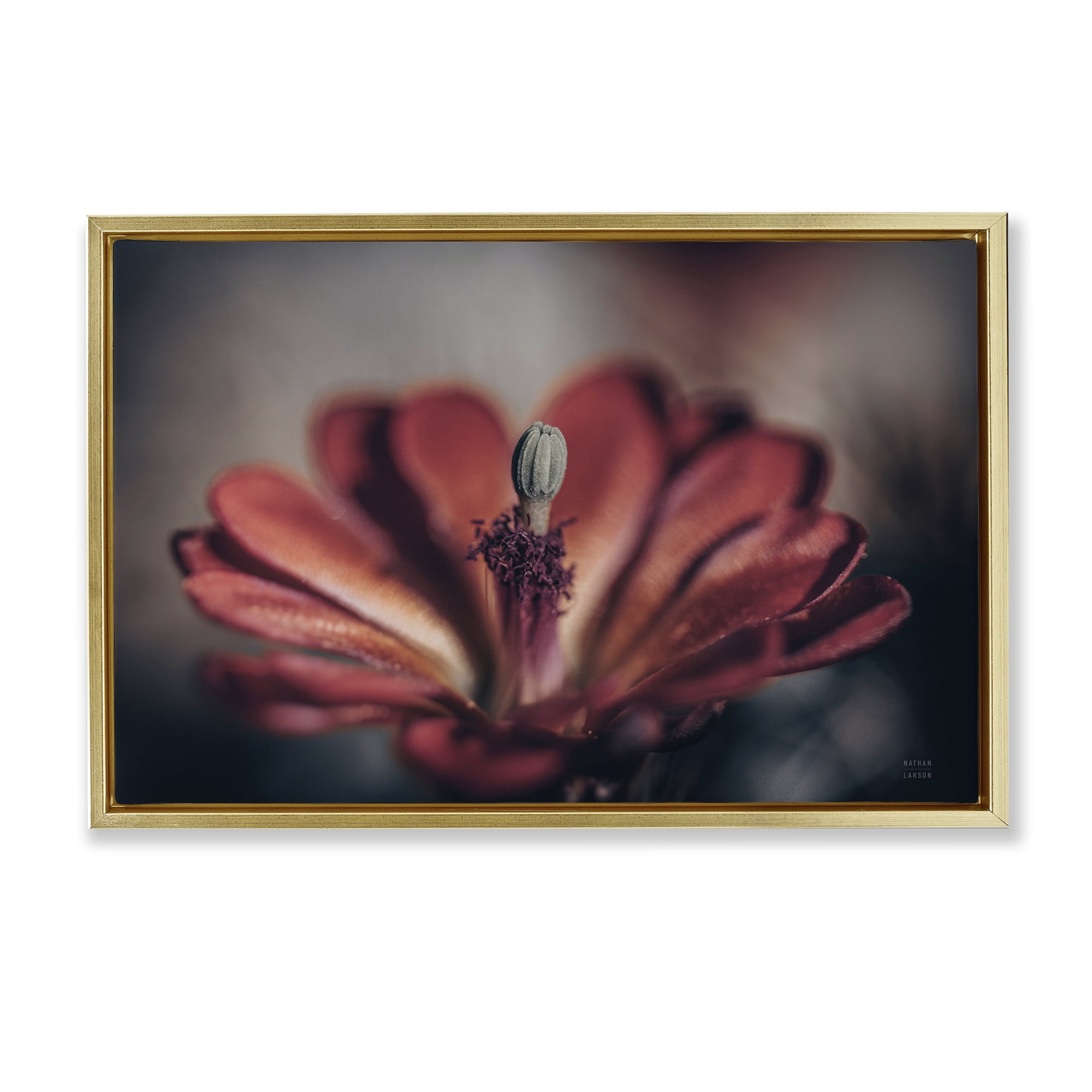 Stupell Industries Red Elevation Bloom Botanical & Floral Photography Gold Floater Framed Art Print Wall Art, 31 x 21