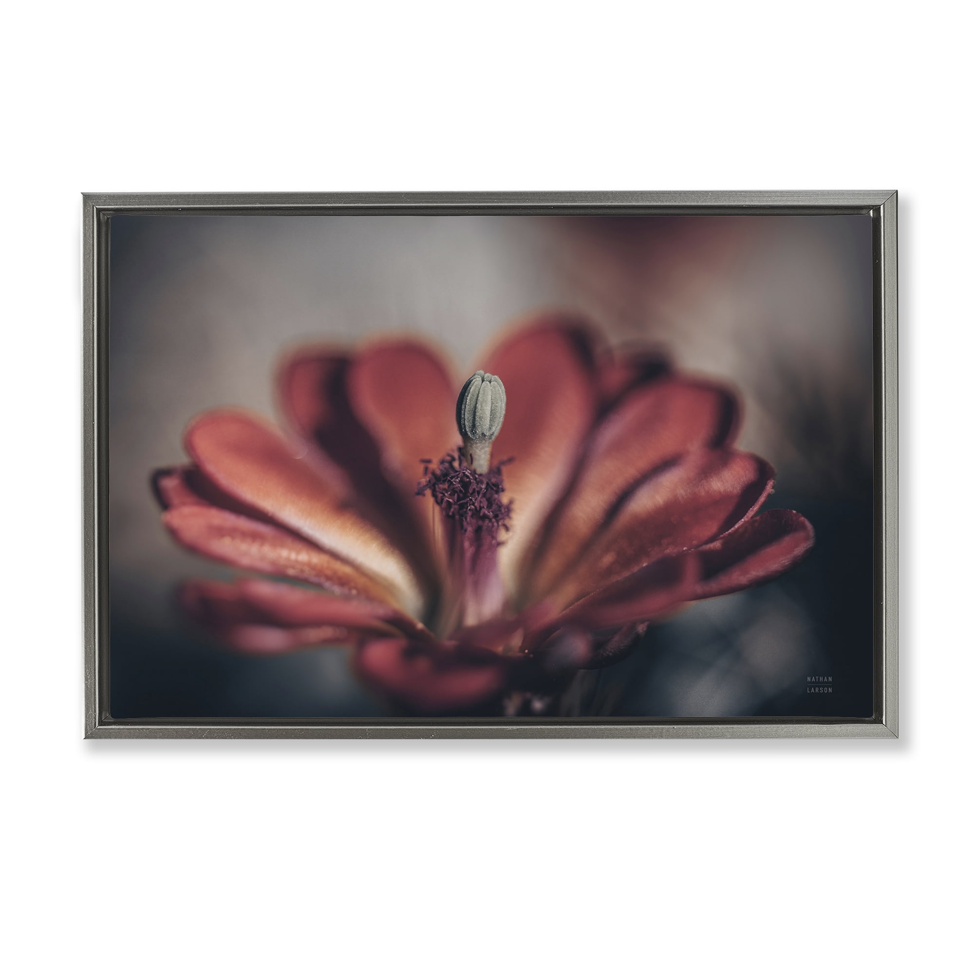 Stupell Industries Red Elevation Bloom Botanical & Floral Photography Gray Floater Framed Art Print Wall Art, 25 x 17