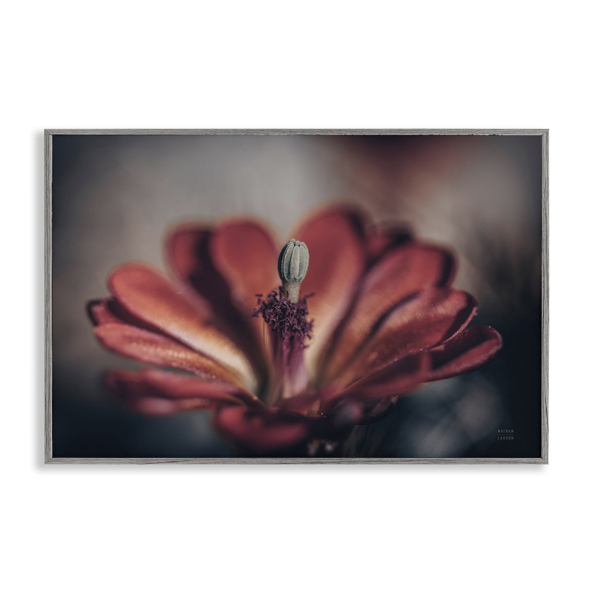 Stupell Industries Red Elevation Bloom Botanical & Floral Photography Gray Framed Art Print Wall Art, 24 x 16