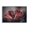 thumbnail image 1 of Stupell Industries Red Elevation Bloom Botanical & Floral Photography Gray Framed Art Print Wall Art, 24 x 16, 1 of 10