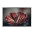 thumbnail image 1 of Stupell Industries Red Elevation Bloom Botanical & Floral Photography Gray Framed Art Print Wall Art, 30 x 20, 1 of 10