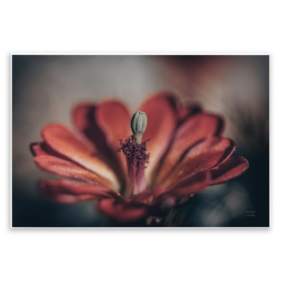 Stupell Industries Red Elevation Bloom Botanical & Floral Photography Unframed Art Print Wall Art, 15 x 10