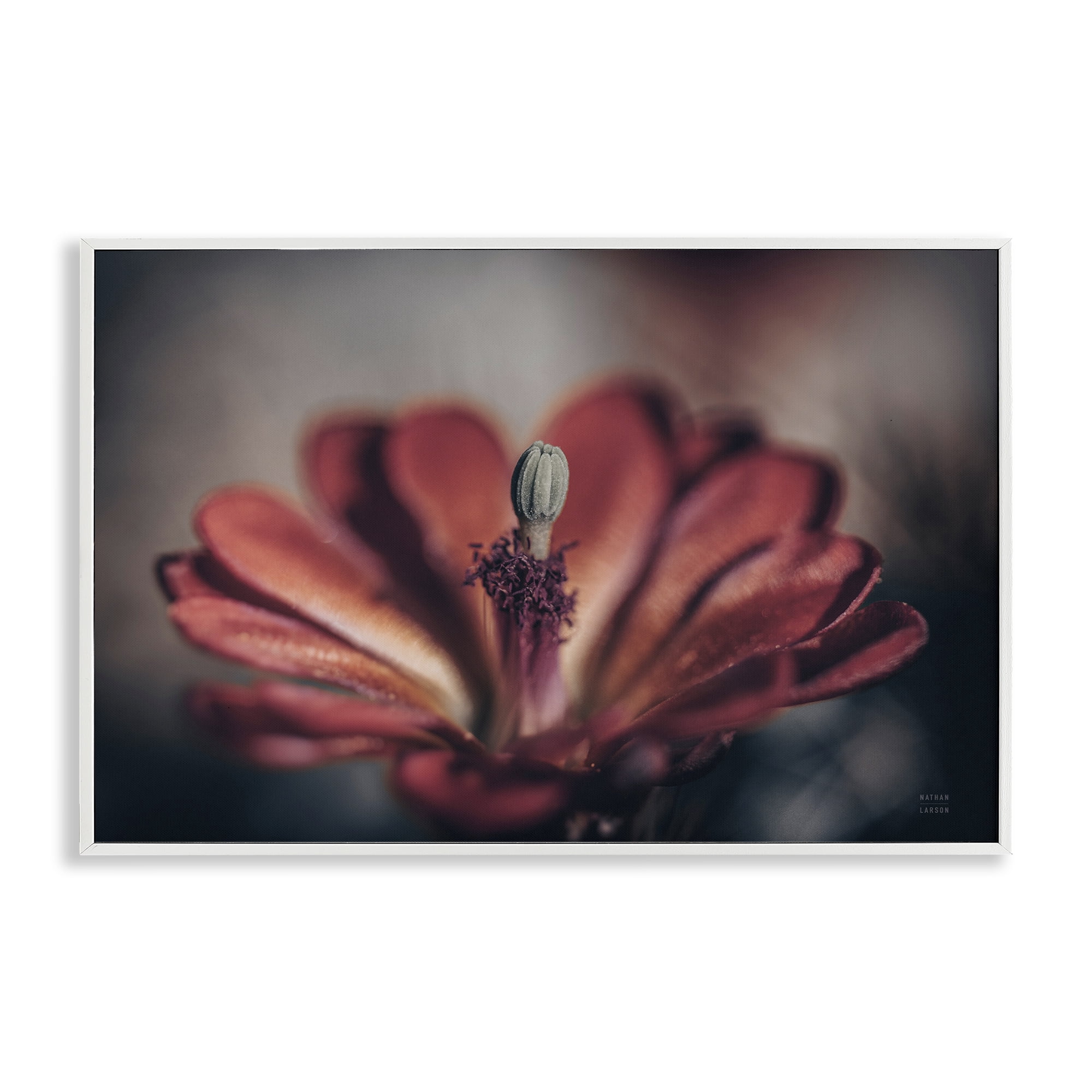 Stupell Industries Red Elevation Bloom Botanical & Floral Photography White Framed Art Print Wall Art, 18 x 12