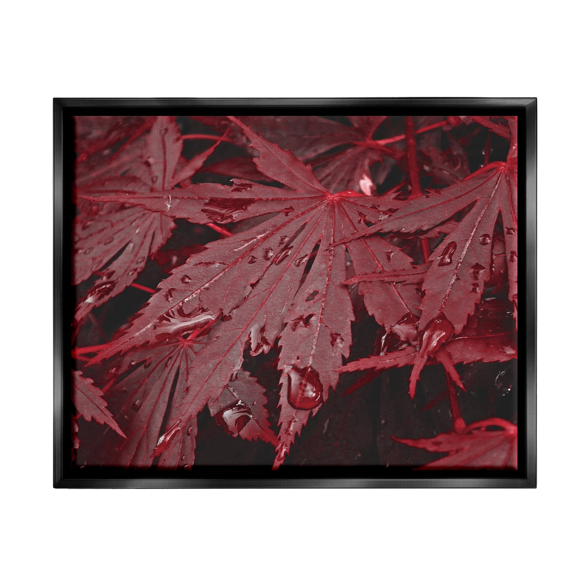 Stupell Industries Red Maple Leaves Botanical & Floral Photography Black Floater Framed Art Print Wall Art, 31 x 25