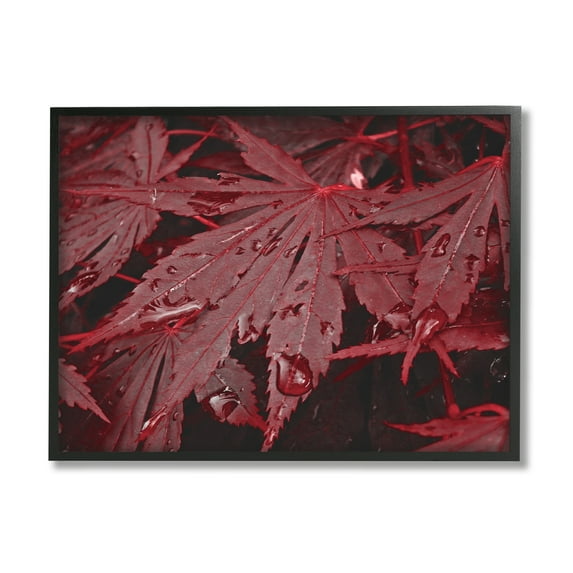 Stupell Industries Red Maple Leaves Botanical & Floral Photography Black Framed Art Print Wall Art, 14 x 11