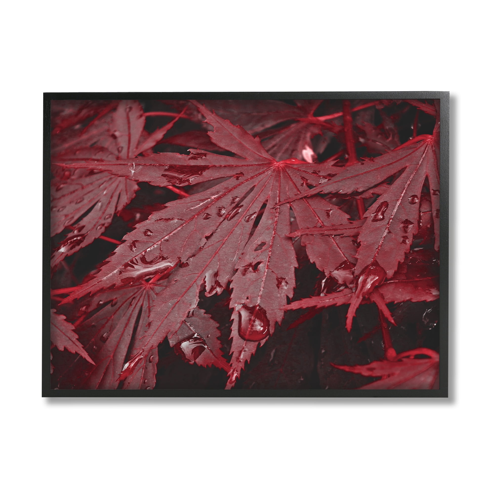 Stupell Industries Red Maple Leaves Botanical & Floral Photography Black Framed Art Print Wall Art, 30 x 24