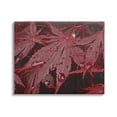 thumbnail image 1 of Stupell Industries Red Maple Leaves Botanical & Floral Photography Gallery Wrapped Canvas Print Wall Art, 40 x 30, 1 of 7