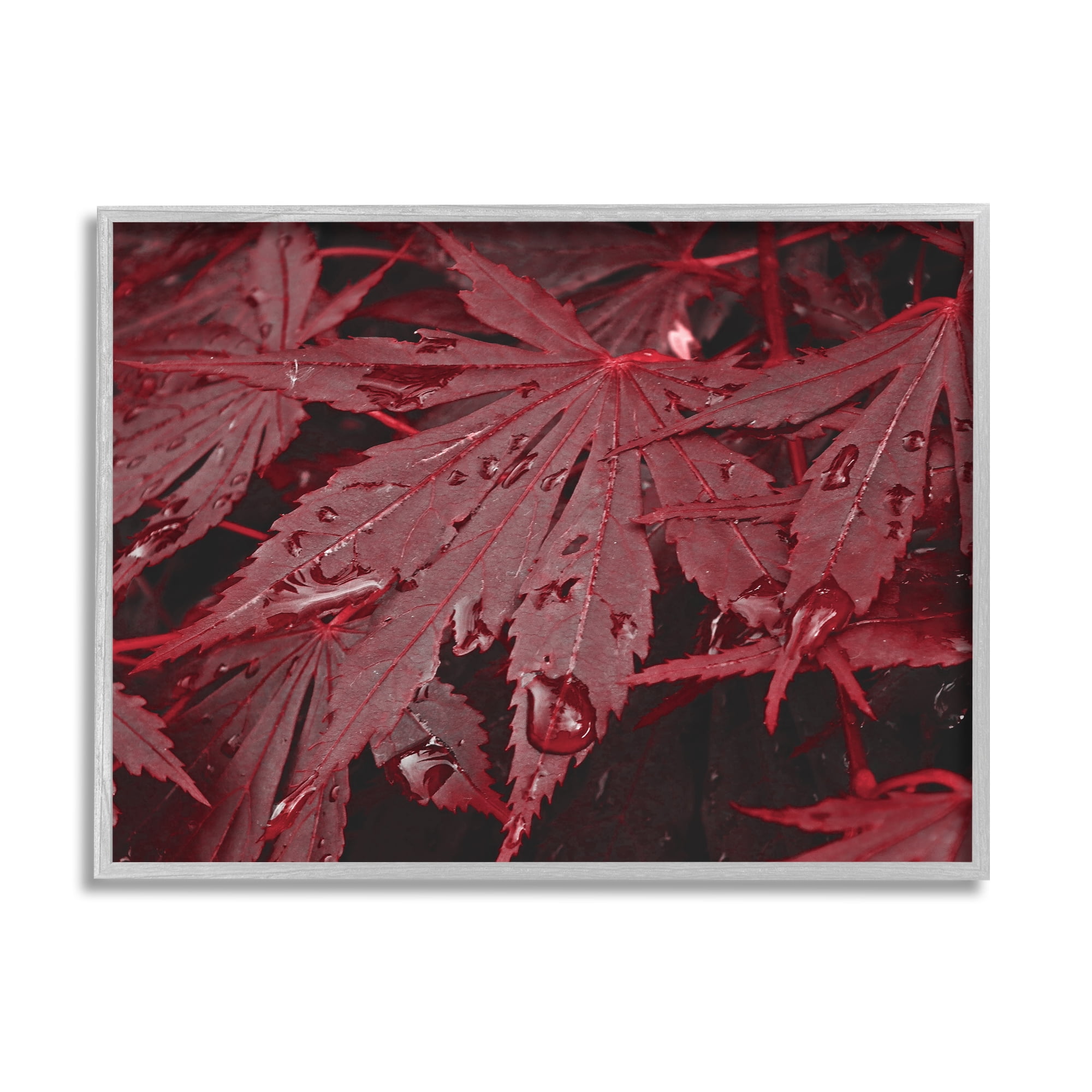 Stupell Industries Red Maple Leaves Botanical & Floral Photography Gray Framed Art Print Wall Art, 30 x 24