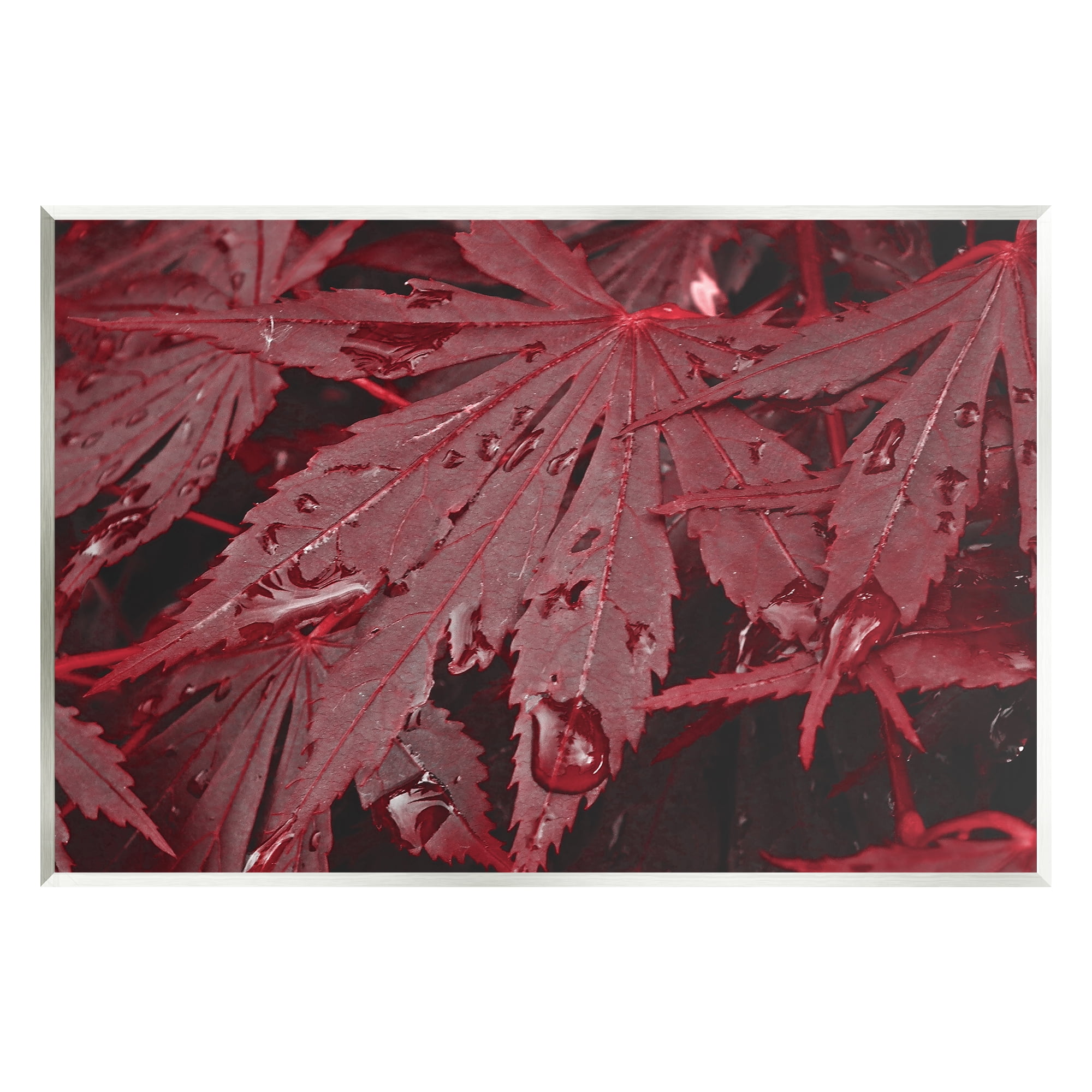Stupell Industries Red Maple Leaves Botanical & Floral Photography Unframed Art Print Wall Art, 19 x 13