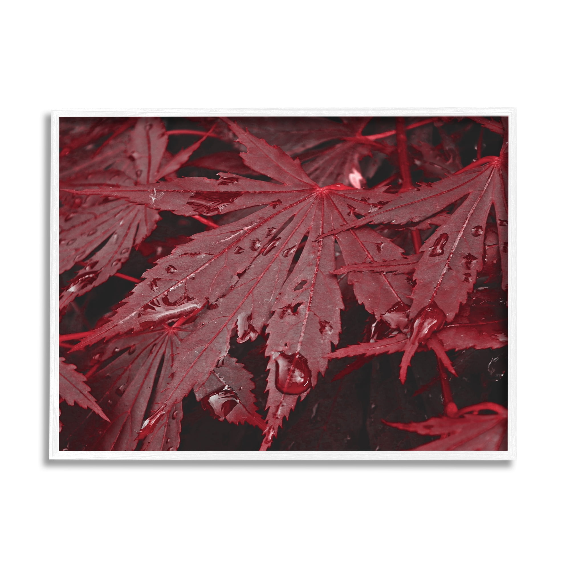 Stupell Industries Red Maple Leaves Botanical & Floral Photography White Framed Art Print Wall Art, 30 x 24