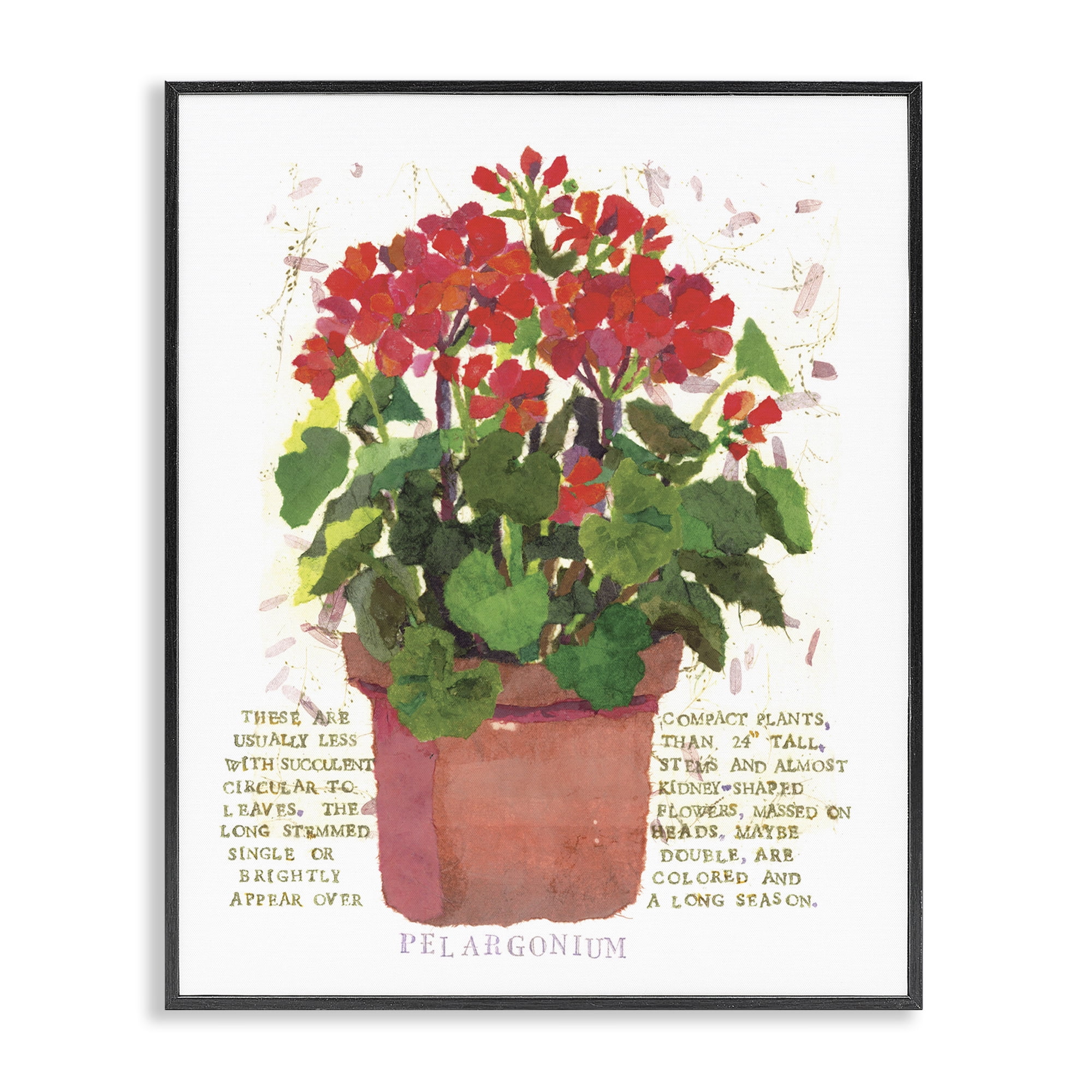 Stupell Industries Red Potted Geranium Botanical & Floral Painting Black Framed Art Print Wall Art, 24 x 30