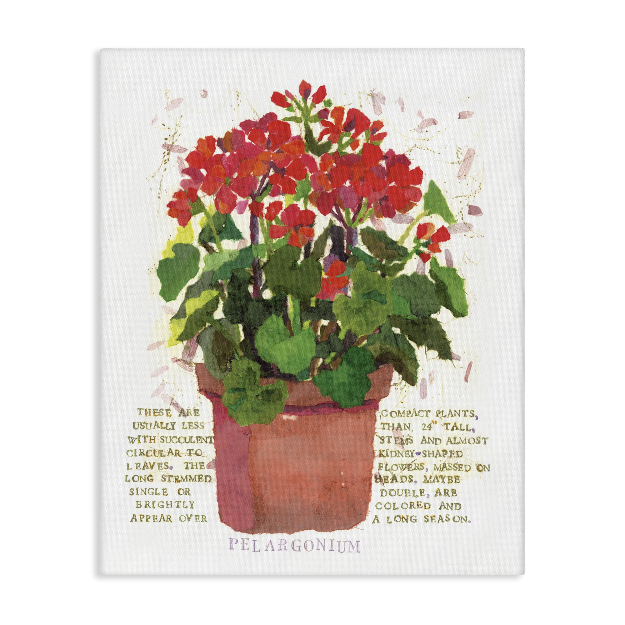 Stupell Industries Red Potted Geranium Botanical & Floral Painting Gallery Wrapped Canvas Art Print Wall Art, 30 x 40