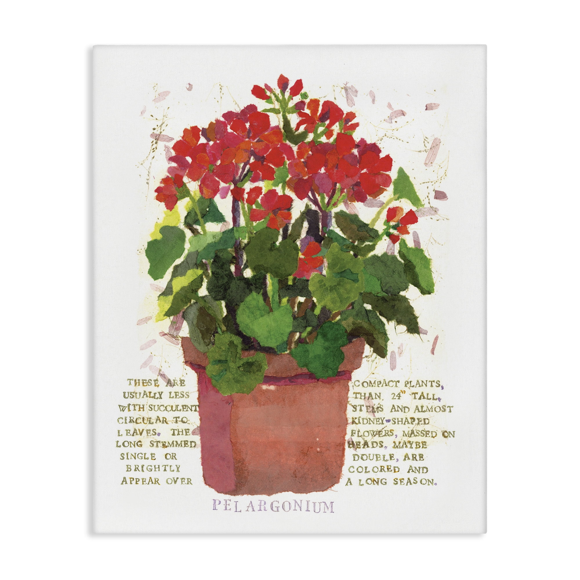 Stupell Industries Red Potted Geranium Botanical & Floral Painting Gallery Wrapped Canvas Art Print Wall Art, 36 x 48